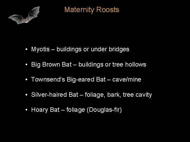 Maternity Roosts • Myotis – buildings or under bridges • Big Brown Bat –
