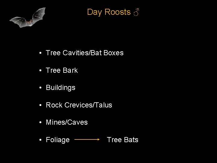 Day Roosts ♂ • Tree Cavities/Bat Boxes • Tree Bark • Buildings • Rock