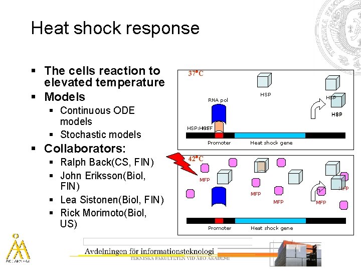 Heat shock response § The cells reaction to elevated temperature § Models § Continuous