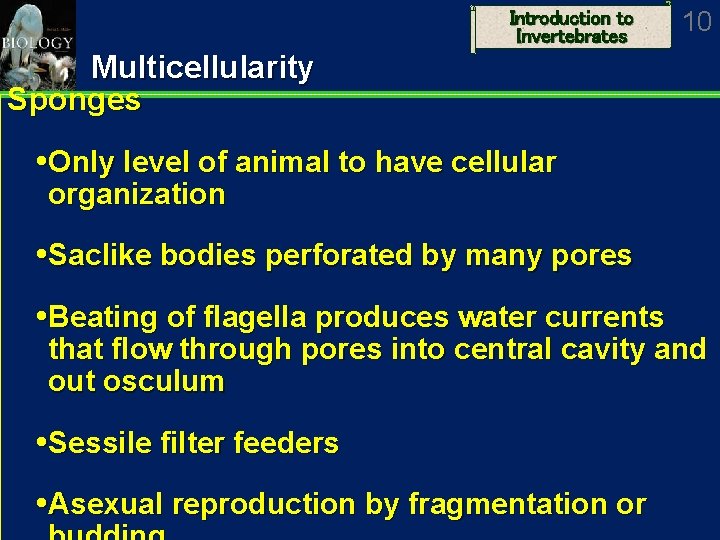 Introduction to Invertebrates 10 Multicellularity Sponges Only level of animal to have cellular organization