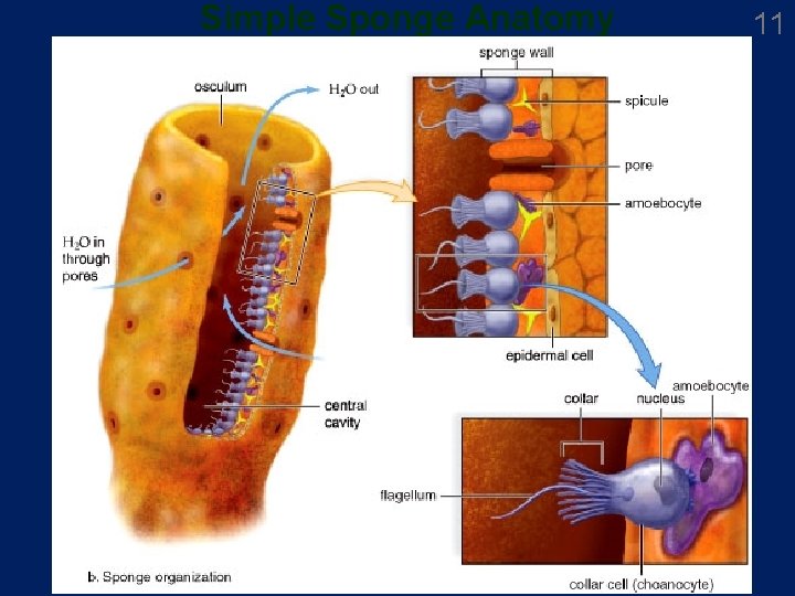 Simple Sponge Anatomy 11 