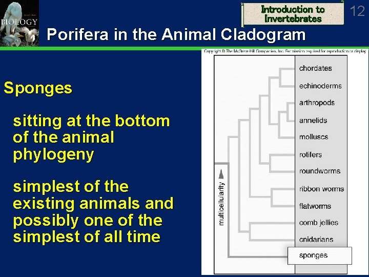 Introduction to Invertebrates Porifera in the Animal Cladogram Sponges sitting at the bottom of