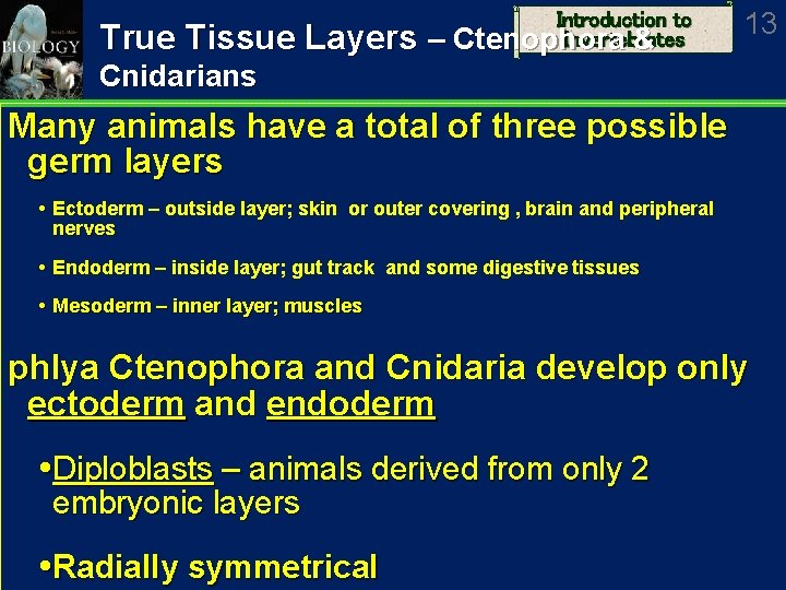 True Tissue Layers – Introduction to Invertebrates Ctenophora & 13 Cnidarians Many animals have