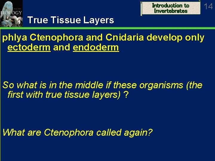 Introduction to Invertebrates 14 True Tissue Layers phlya Ctenophora and Cnidaria develop only ectoderm