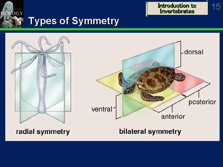 Introduction to Invertebrates Types of Symmetry 15 