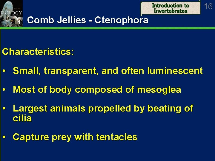 Introduction to Invertebrates Comb Jellies - Ctenophora Characteristics: • Small, transparent, and often luminescent
