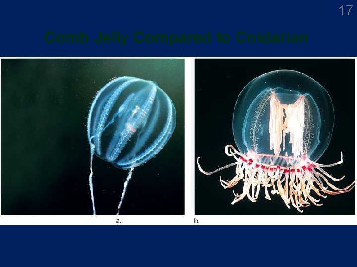 17 Comb Jelly Compared to Cnidarian 