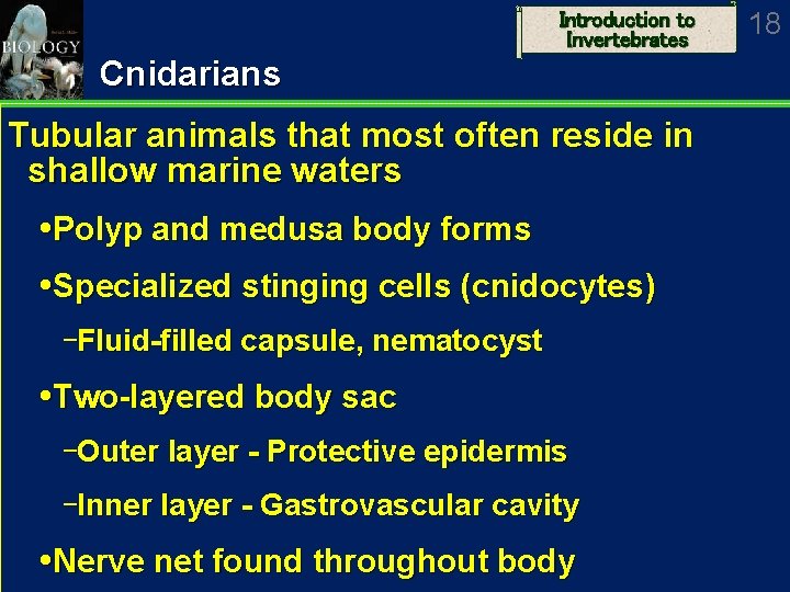 Introduction to Invertebrates Cnidarians Tubular animals that most often reside in shallow marine waters