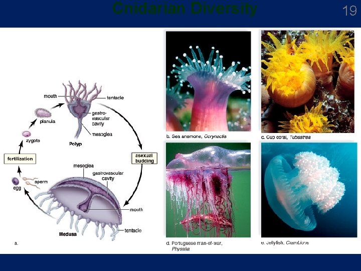 Cnidarian Diversity 19 