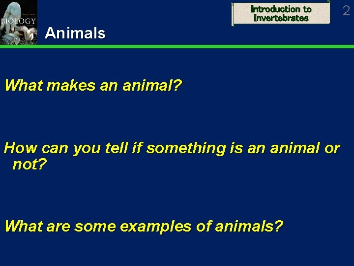 Introduction to Invertebrates Animals What makes an animal? How can you tell if something