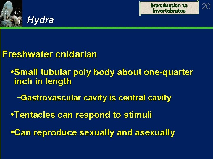 Introduction to Invertebrates Hydra Freshwater cnidarian Small tubular poly body about one-quarter inch in