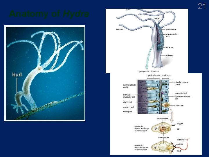 Anatomy of Hydra 21 