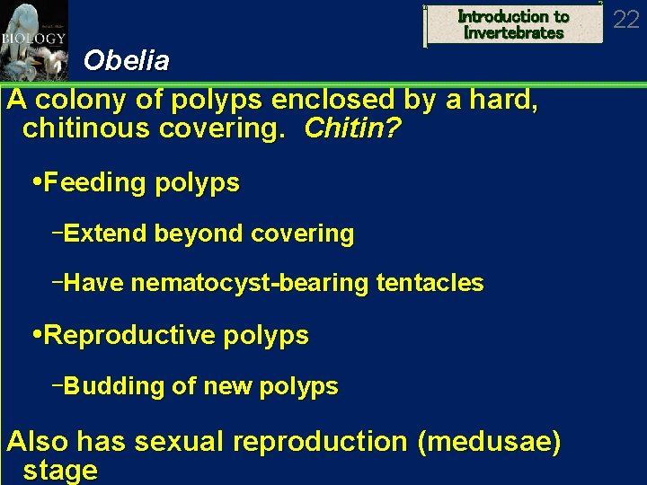 Introduction to Invertebrates Obelia A colony of polyps enclosed by a hard, chitinous covering.