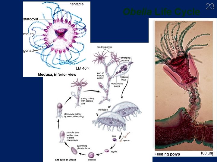 Obelia Life Cycle 23 