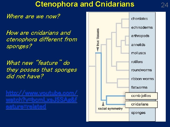 Ctenophora and Cnidarians Where are we now? How are cnidarians and ctenophora different from