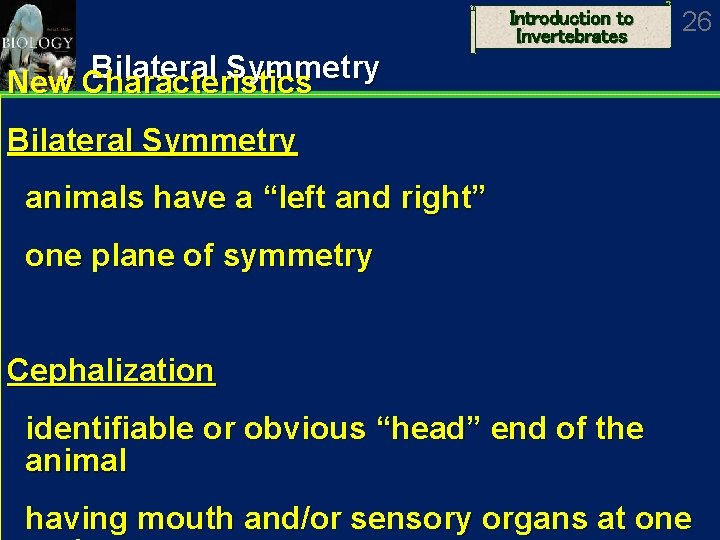 Introduction to Invertebrates 26 Bilateral Symmetry New Characteristics Bilateral Symmetry animals have a “left