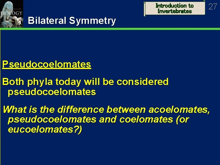Introduction to Invertebrates 27 Bilateral Symmetry Pseudocoelomates Both phyla today will be considered pseudocoelomates
