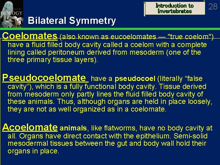 Introduction to Invertebrates 28 Bilateral Symmetry Coelomates (also known as eucoelomates — "true coelom")