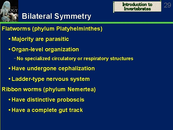 Introduction to Invertebrates Bilateral Symmetry Flatworms (phylum Platyhelminthes) Majority are parasitic Organ-level organization No