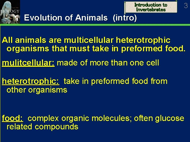 Introduction to Invertebrates 3 Evolution of Animals (intro) All animals are multicellular heterotrophic organisms