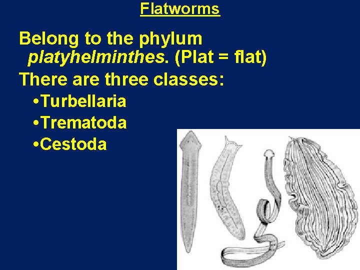 Flatworms Belong to the phylum platyhelminthes. (Plat = flat) There are three classes: Turbellaria