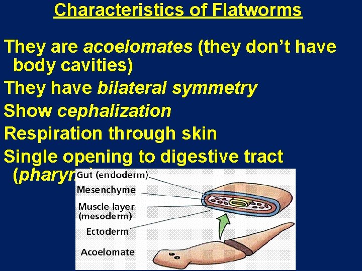 Characteristics of Flatworms They are acoelomates (they don’t have body cavities) They have bilateral