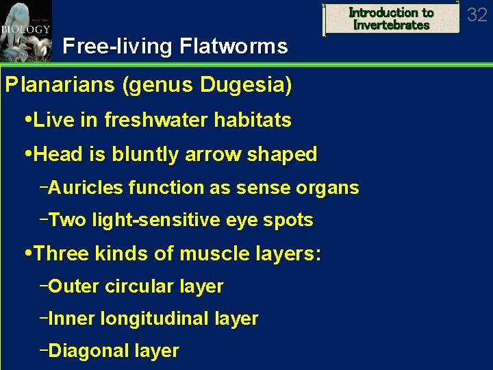 Introduction to Invertebrates Free-living Flatworms Planarians (genus Dugesia) Live in freshwater habitats Head is