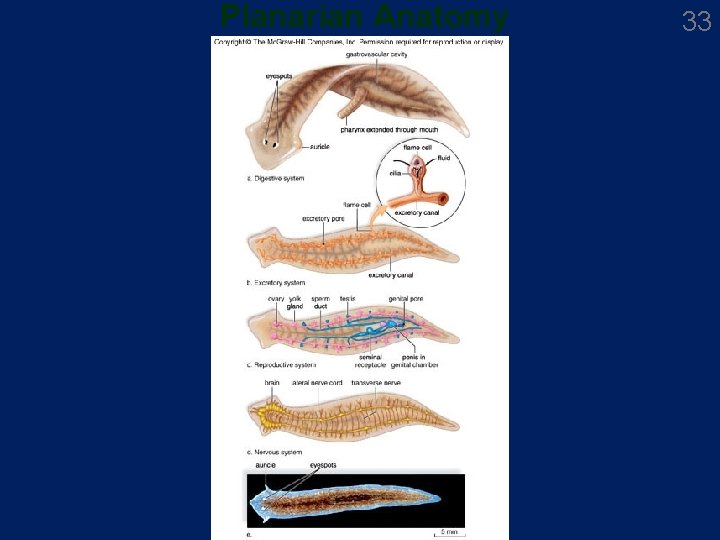 Planarian Anatomy 33 