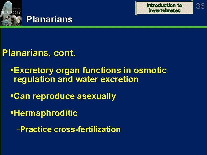 Introduction to Invertebrates Planarians, cont. Excretory organ functions in osmotic regulation and water excretion