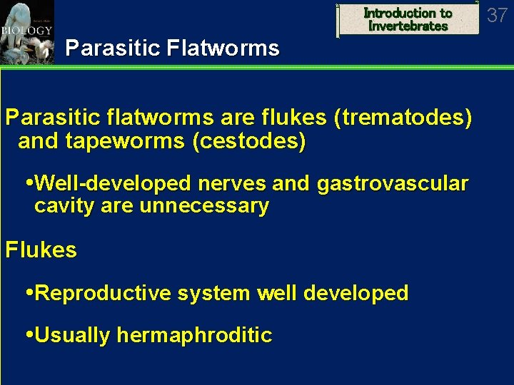 Introduction to Invertebrates Parasitic Flatworms Parasitic flatworms are flukes (trematodes) and tapeworms (cestodes) Well-developed
