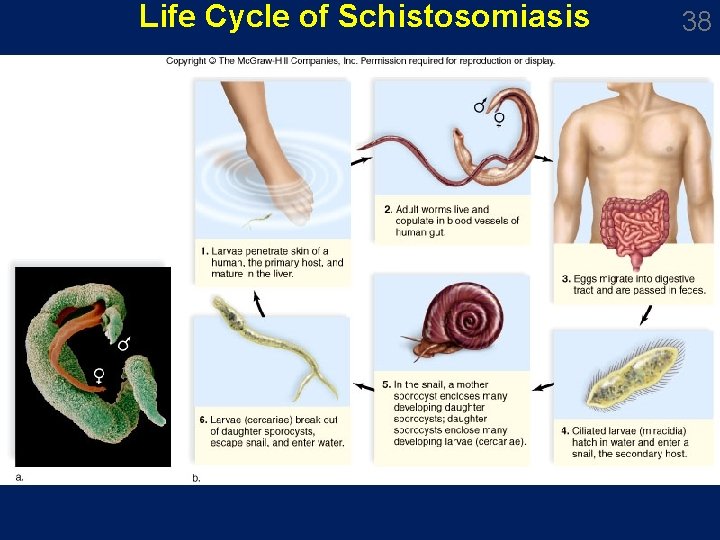 Life Cycle of Schistosomiasis 38 