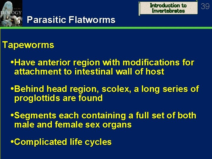 Introduction to Invertebrates Parasitic Flatworms Tapeworms Have anterior region with modifications for attachment to