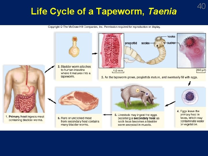 Life Cycle of a Tapeworm, Taenia 40 