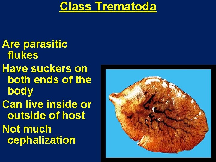 Class Trematoda Are parasitic flukes Have suckers on both ends of the body Can