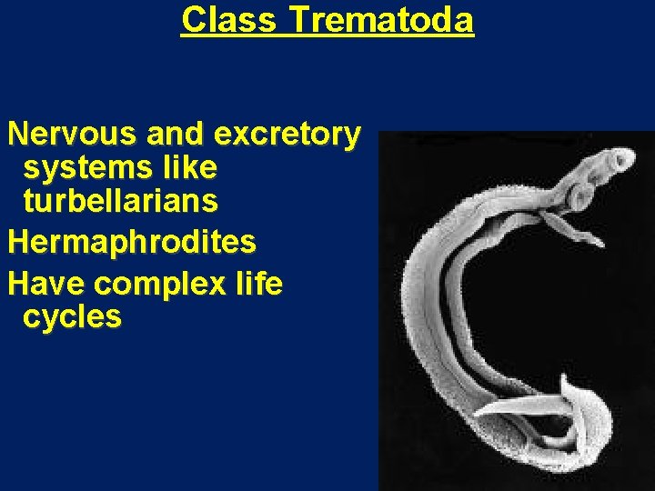 Class Trematoda Nervous and excretory systems like turbellarians Hermaphrodites Have complex life cycles 