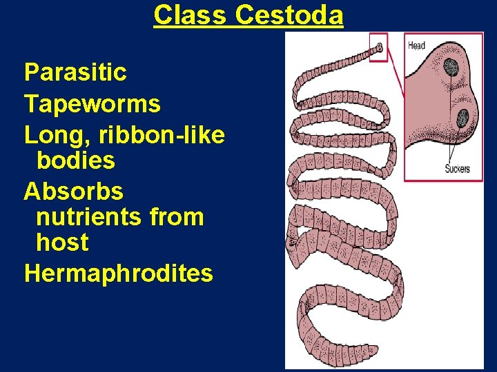 Class Cestoda Parasitic Tapeworms Long, ribbon-like bodies Absorbs nutrients from host Hermaphrodites 