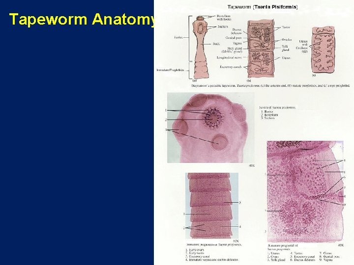 Tapeworm Anatomy 