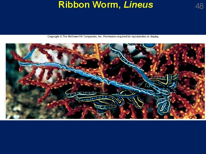 Ribbon Worm, Lineus 48 