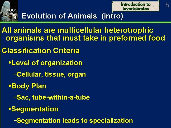 Introduction to Invertebrates Evolution of Animals (intro) All animals are multicellular heterotrophic organisms that