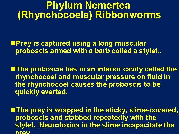 Phylum Nemertea (Rhynchocoela) Ribbonworms n. Prey is captured using a long muscular proboscis armed