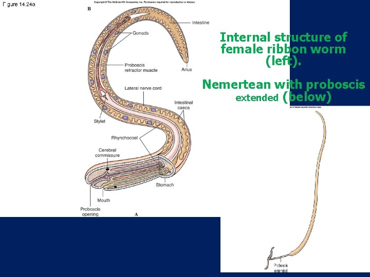 Internal structure of female ribbon worm (left). Nemertean with proboscis extended (below) 8. 18