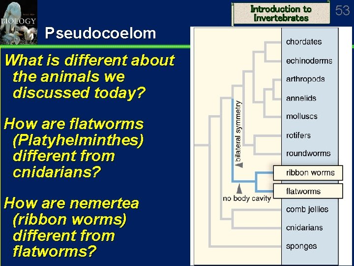 Introduction to Invertebrates Pseudocoelom What is different about the animals we discussed today? How
