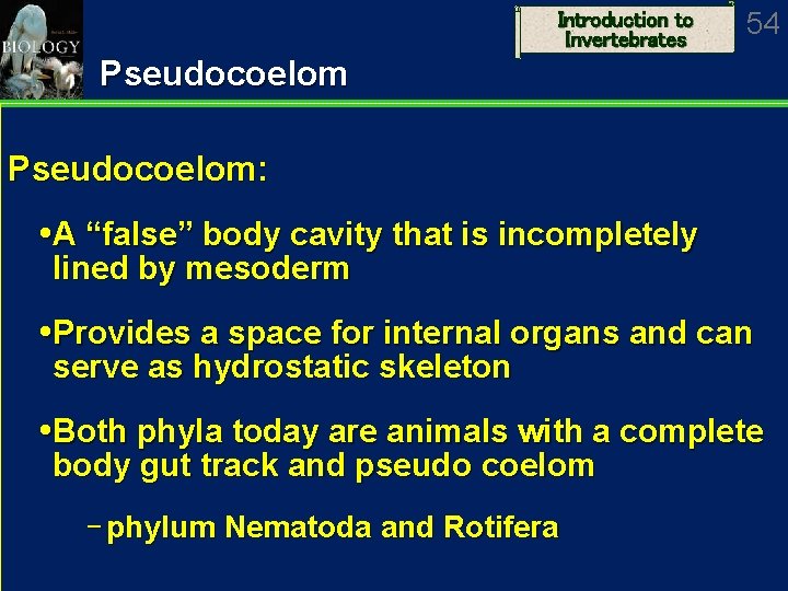 Introduction to Invertebrates 54 Pseudocoelom: A “false” body cavity that is incompletely lined by