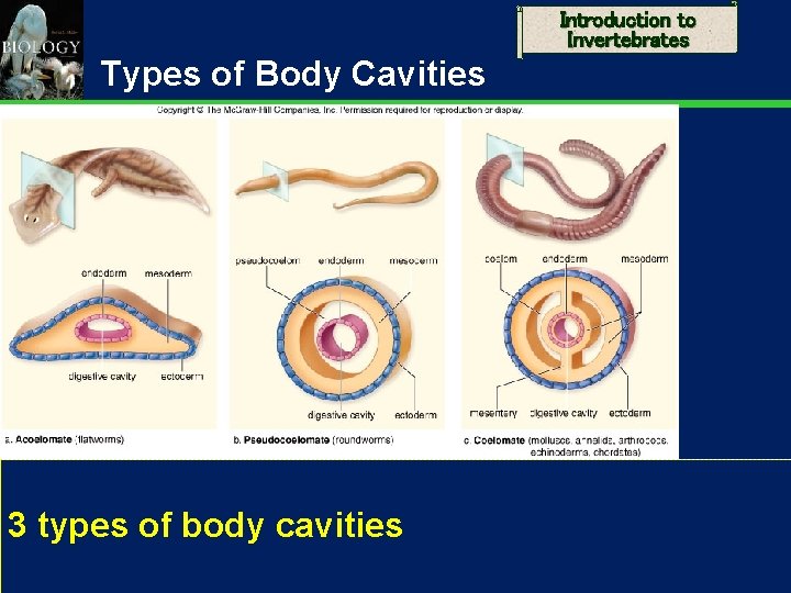 Introduction to Invertebrates Types of Body Cavities 3 types of body cavities 