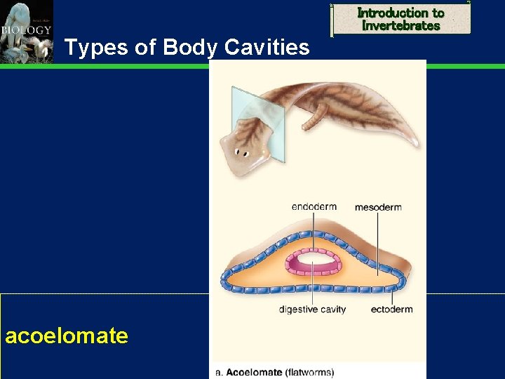 Introduction to Invertebrates Types of Body Cavities acoelomate 