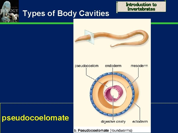 Types of Body Cavities pseudocoelomate Introduction to Invertebrates 