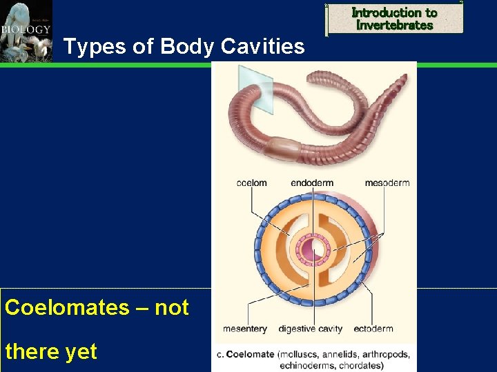 Introduction to Invertebrates Types of Body Cavities Coelomates – not there yet 