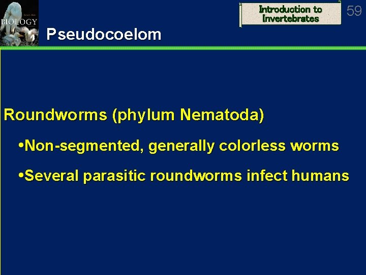 Introduction to Invertebrates 59 Pseudocoelom Roundworms (phylum Nematoda) Non-segmented, generally colorless worms Several parasitic