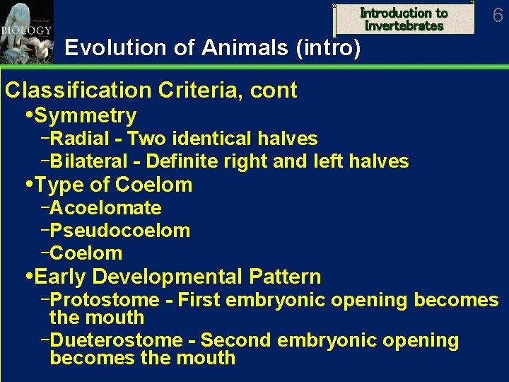 Introduction to Invertebrates 6 Evolution of Animals (intro) Classification Criteria, cont Symmetry Radial -
