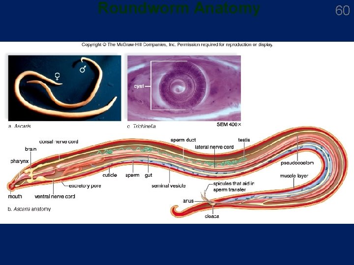 Roundworm Anatomy 60 